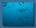 59 Lots of Bull Sharks